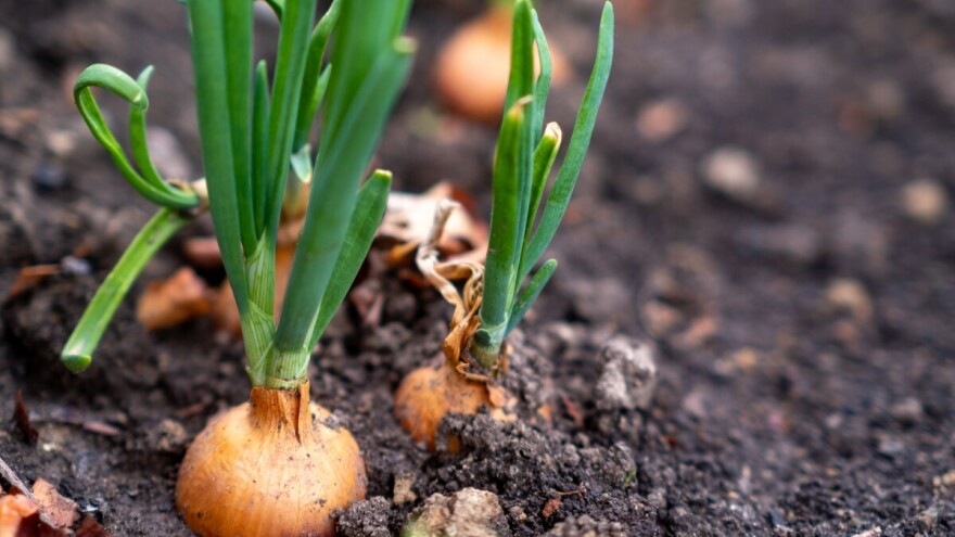 Zaštita luka od štetnika i korova
