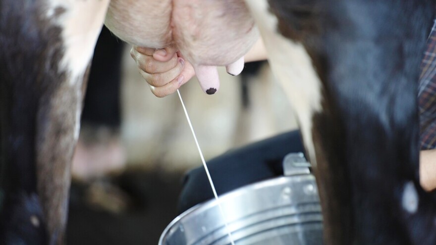 Ministarstvo poljoprivrede: Granična vrednost aflatoksina u sirovom mleku ostaje ista