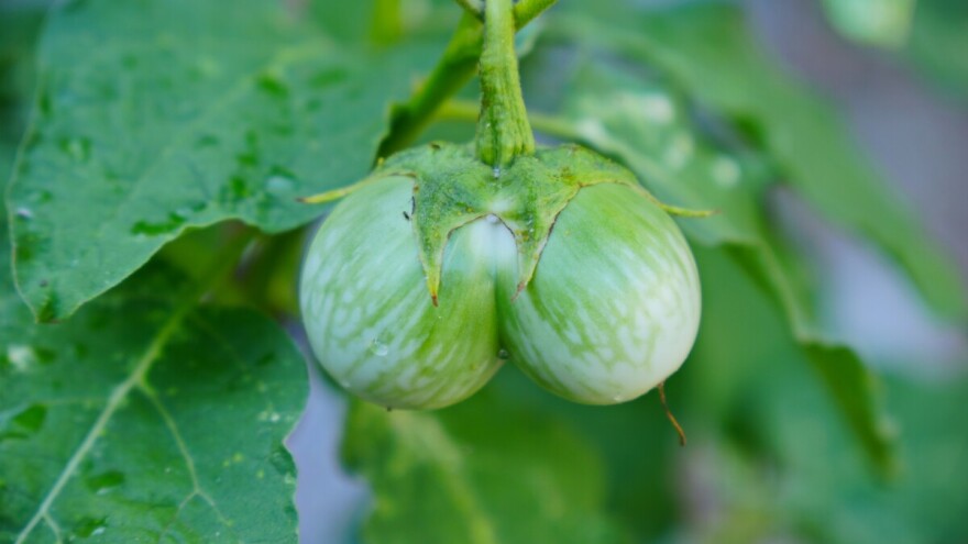 Zašto dolazi do duplih plodova patlidžana, ali i drugog povrća i voća?