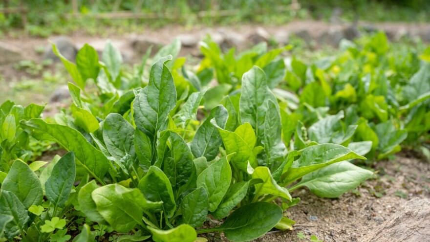 Špinat voli kasnu sjetvu