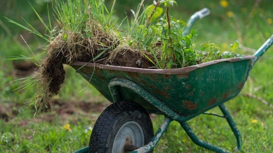 Radovi u malinjacima u proleće: Jednogodišnje i višegodišnje sorte