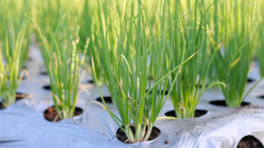 Savjeti za sadnju mladog luka u plasteniku: Brz rast i dobra cijena