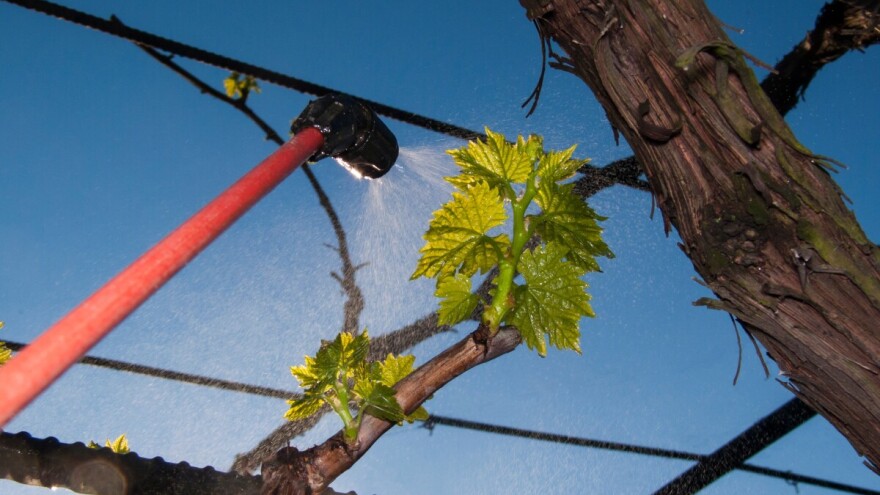 Preporuka vinogradarima: Nužno provesti dodatno prskanje