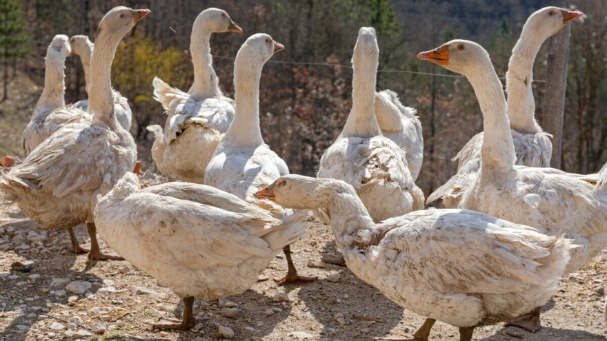 Simbol mudrosti i veliko zlopamtilo iliti kako su guske spasile Rim?