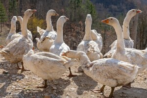 Simbol mudrosti i veliko zlopamtilo iliti kako su guske spasile Rim?