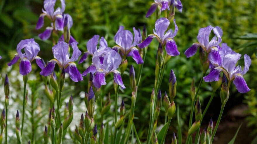 Hrvatski je nacionalni cvijet, raste na kamenu i u močvari, a čuva li vjernost u braku?