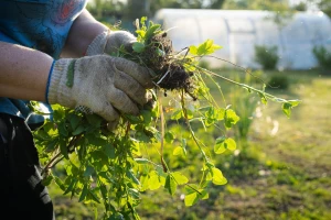 Syngenta udružila snage s AI stručnjacima u borbi protiv otpornog korova