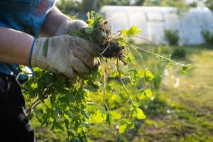 Syngenta udružila snage s AI stručnjacima u borbi protiv otpornog korova