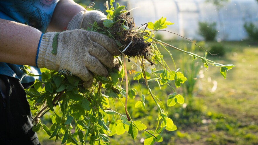 Syngenta udružila snage s AI stručnjacima u borbi protiv otpornog korova