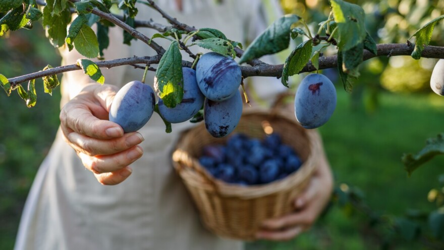 Prof. Drkenda: Biljke su u užasnom stresu, kaolinskom glinom istretirajte listove