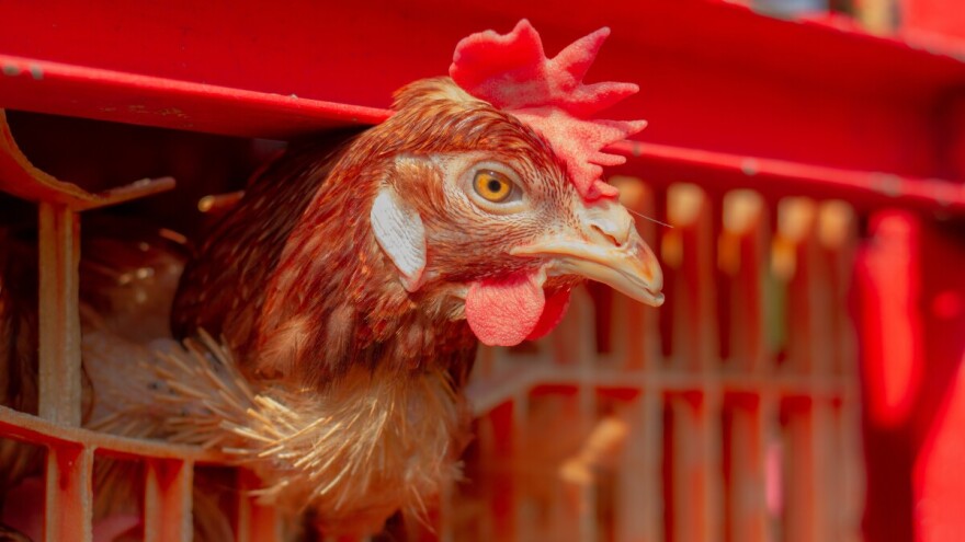 Zbog ptičije gripe, BiH zabranila uvoz peradi iz više evropskih regija