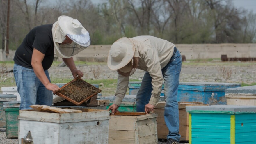 Obaveza za sve pčelare: Evo do kada morate prijaviti broj košnica!