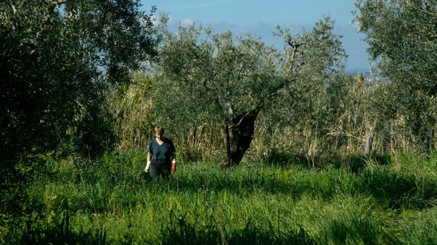 Radovi u masliniku: Gnojidba azotom treba biti izbalansirana
