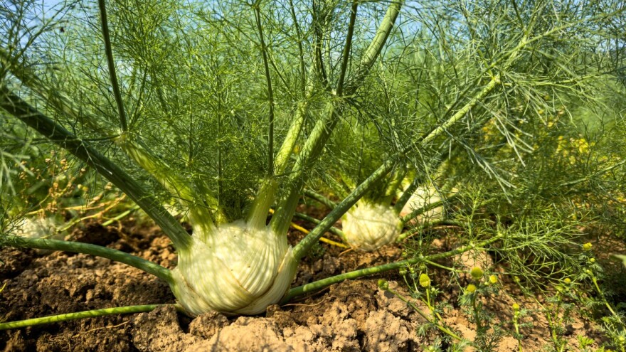 Komorač - povrće, začin i lijek!