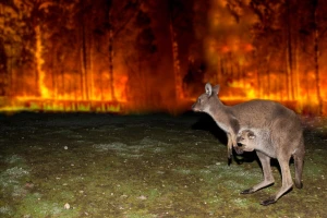 Jedna osoba poginula, 300 kuća uništeno u velikim šumskim požarima u Australiji