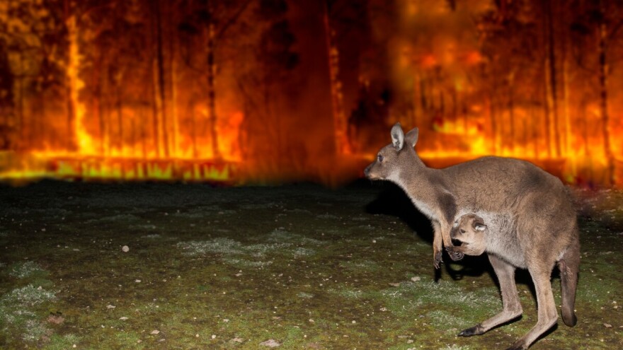 Jedna osoba poginula, 300 kuća uništeno u velikim šumskim požarima u Australiji