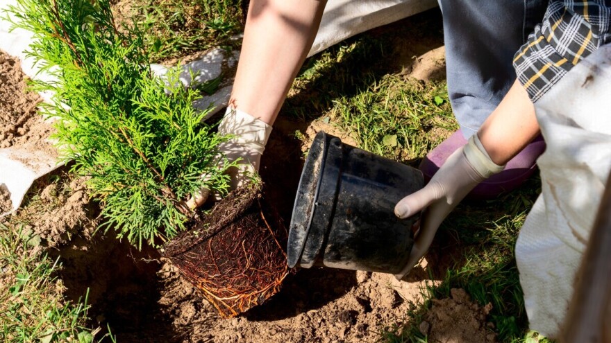 Kada je pravo vrijeme za sadnju četinara?