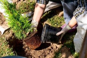 Kada je pravo vreme za sadnju četinara?