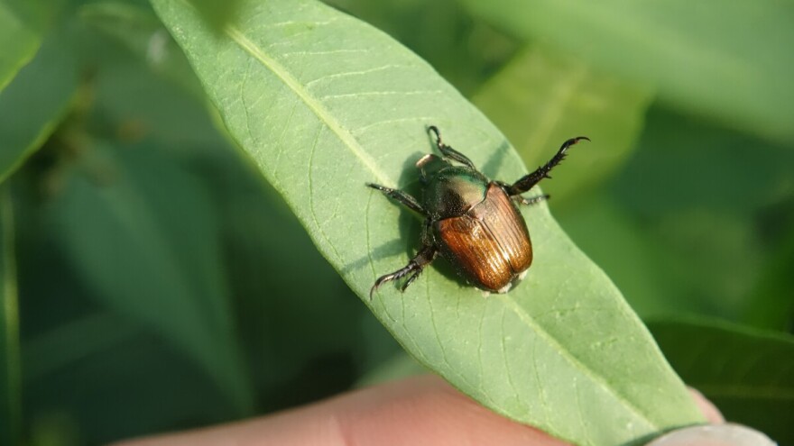 U Sloveniji pronađen japanski pivac - štetnik koji napada više od 300 vrsta bilja