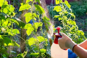 Evo 7 recepata za prirodne biostimulatore - pomozite biljkama da prežive toplotni val