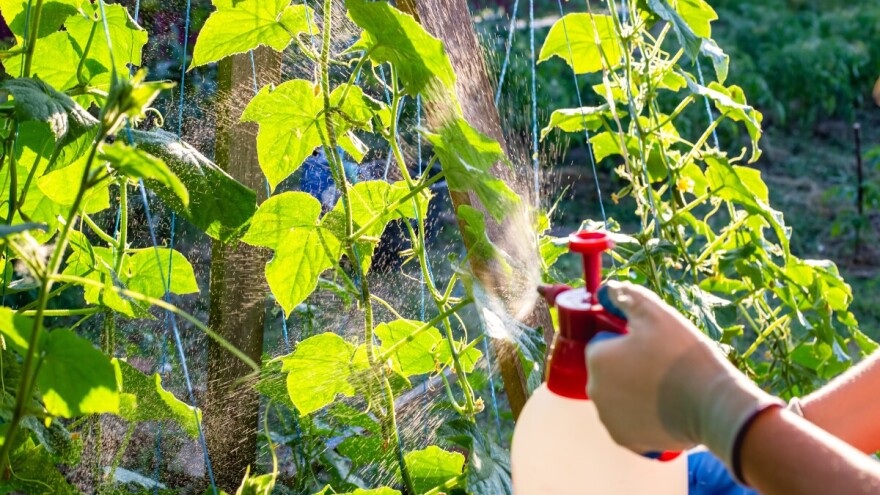 Evo 7 recepata za prirodne biostimulatore - pomozite biljkama da prežive toplotni val