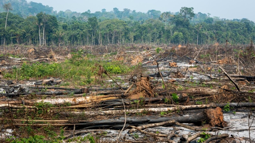 Zemlje EU odbacile prijedlog Parlamenta za ukidanje pravila protiv krčenja šuma
