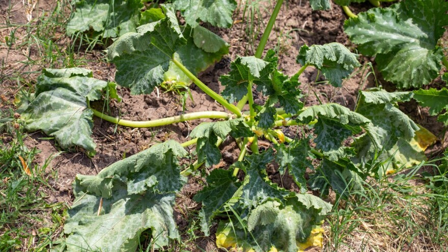 Šest znakova toplotnog stresa i šest načina kako pomoći biljkama