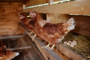 Evo na što treba paziti prilikom izgradnje objekta za kokoši nesilice