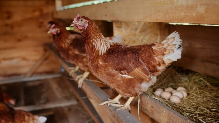 Evo na što treba paziti prilikom izgradnje objekta za kokoši nesilice