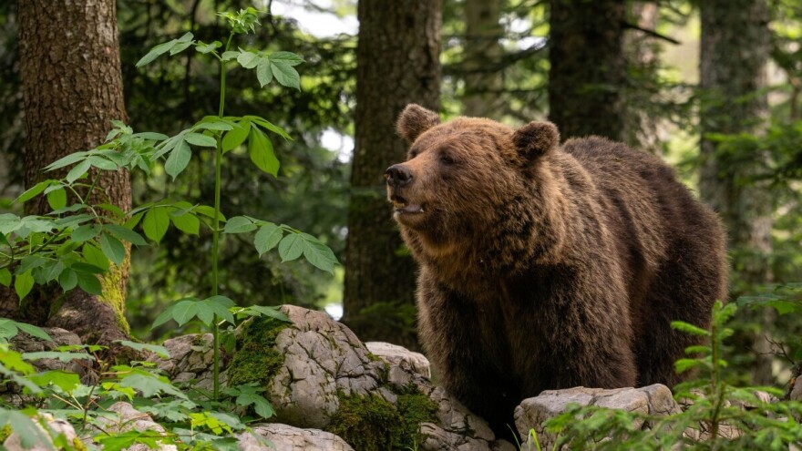 Znate li zašto se kaže "ne čini mi medvjeđu uslugu"?