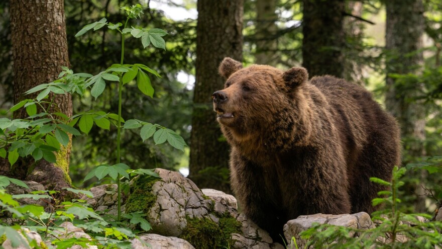 Znate li zašto se kaže "ne čini mi medveđu uslugu"?
