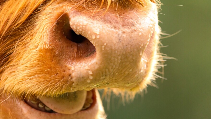 Krave koje se više znoje bolje podnose vrućinu - ne zaboravite im dati soli