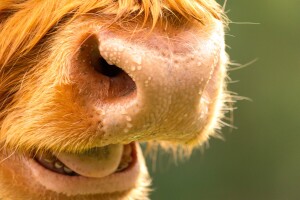 Krave koje se više znoje bolje podnose vrućinu - ne zaboravite im dati soli