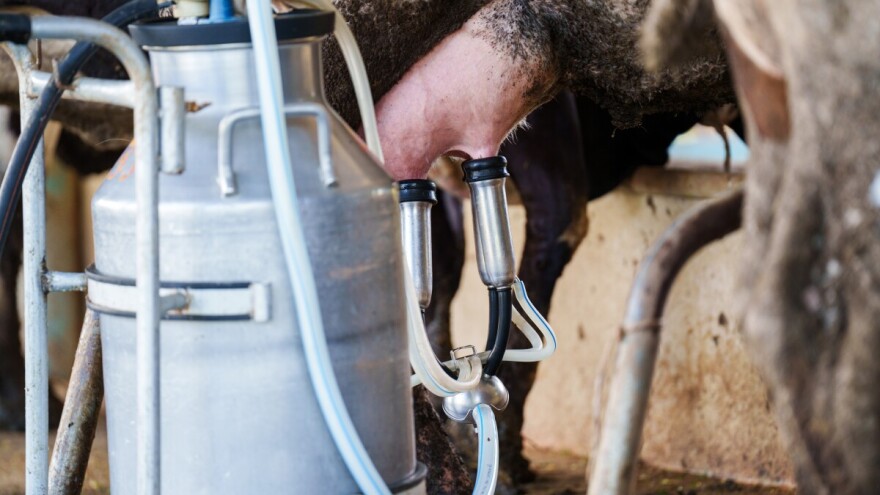 TISUP: Došlo je do blagog porasta otkupne cijene mlijeka