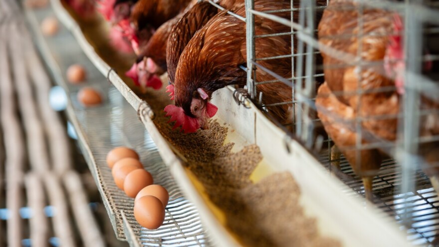 Zbog ptičje gripe, Turska u SAD izvozi 15.000 tona jaja