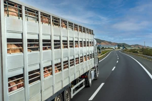 BiH od danas primjenjuje hitne mjere sprečavanja slinavke i šapa: Spremni i na zabranu uvoza