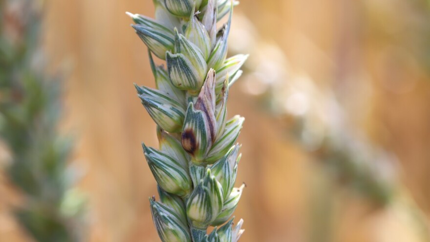Snižene granice mikotoksina za žitarice - pravila se odnose i na novu žetvu