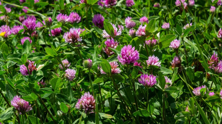 Evo sedam razloga zašto uzgajati crvenu djetelinu