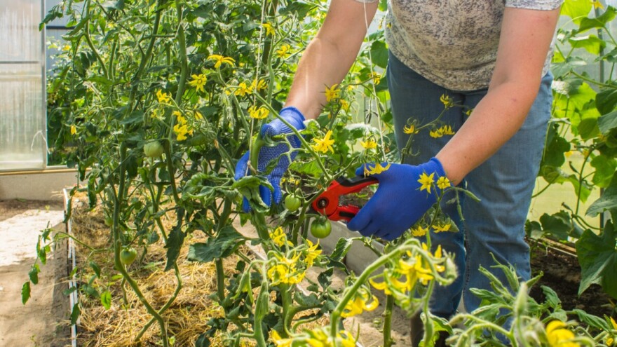 Dekapitacija paradajza: Prebrojite cvjetne grane, na šestoj režite