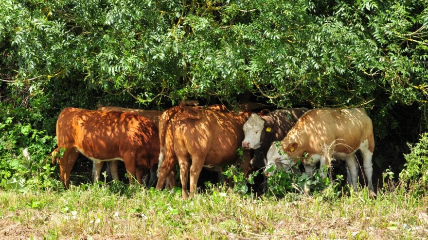 Kako pomoći kravama da na ispaši ne dožive toplinski stres?