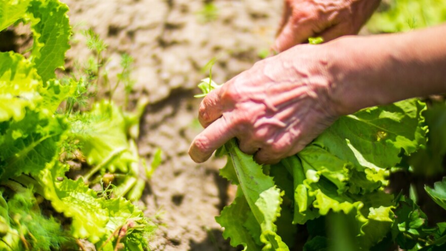 TOP pet vrsta povrća za uzgoj posle salate