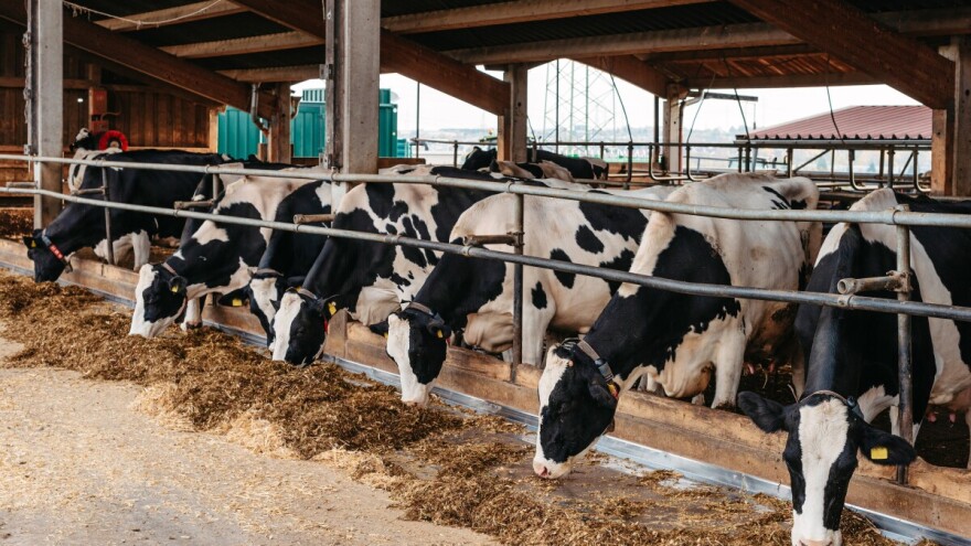 Silaža šećerne repe povećava prinos mleka i poboljšava njegov kvalitet?