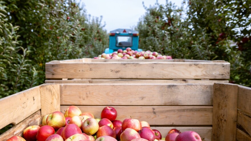 Čuvanje jabuka nakon berbe