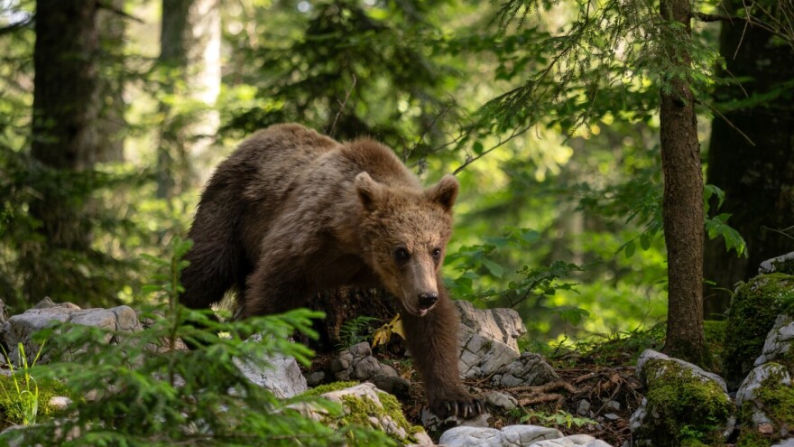 Meštani sela Kremna u strahu zbog medveda: Preskočio je ogradu i porušio košnice