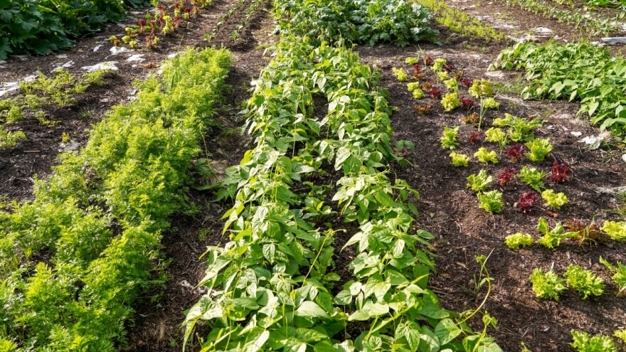 Evo 10 vrsta povrća koje možemo sijati u lipnju