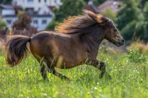 Dvogodišnja Alma daje prognoze na Euru 2024