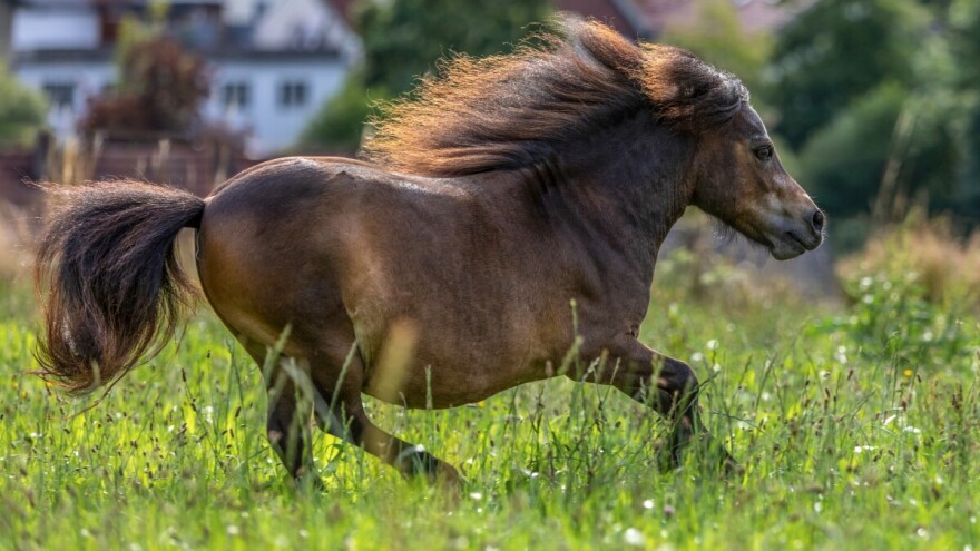 Dvogodišnja Alma daje prognoze na Euru 2024