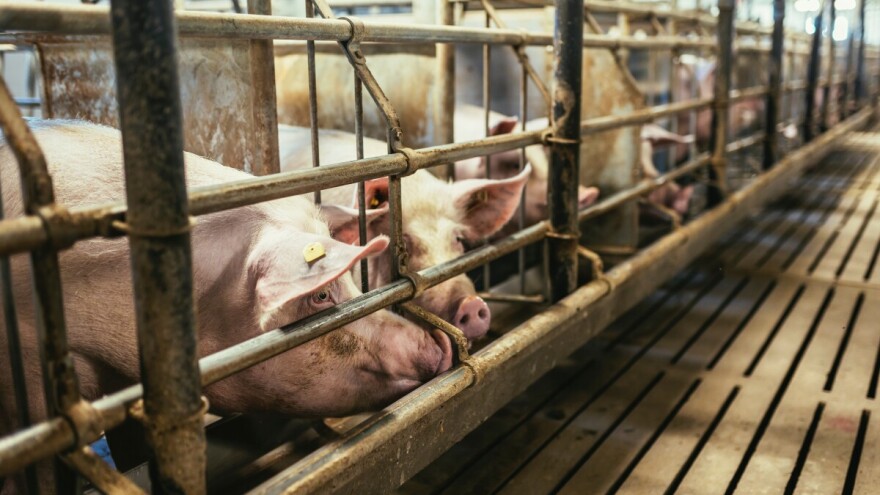 Gde su zabeležene niže otkupne cene prasadi i tovnih svinja?