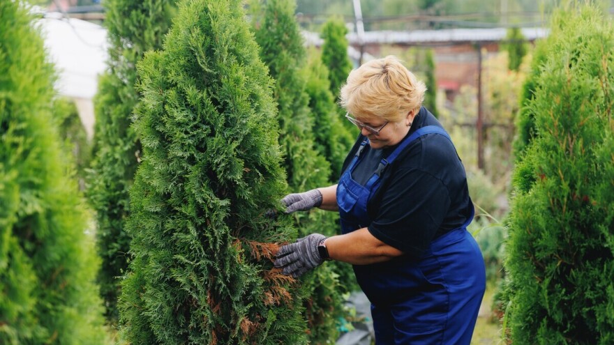Zašto tuja više nije najbolji izbor i koje su alternative?