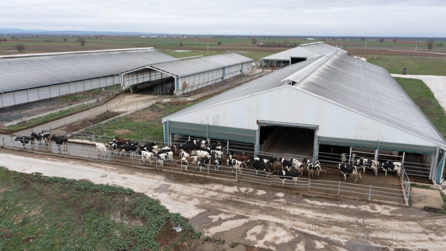 Tko tovi hrvatsku junad? Ovo su tvrtke koje godišnje okreću desetke tisuća grla